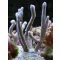 Montipora digitata argento - ezüst