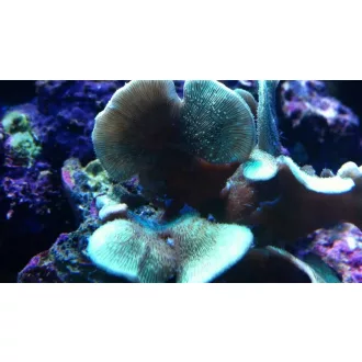 Pavona cactus - zöld