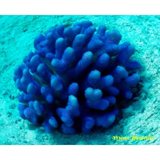 Stylophora pistillata - kék