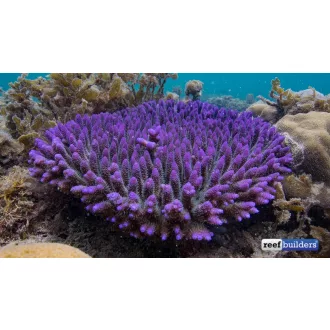 Acropora Millepora - lila 