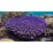 Acropora Millepora - lila 
