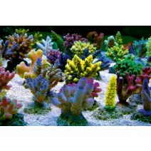 SPS