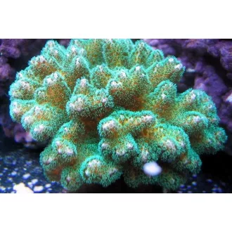 Pocillopora damicornis - zöld