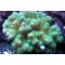 Pocillopora damicornis - zöld