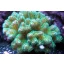 Pocillopora damicornis - zöld