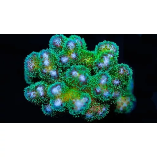 Pocillopora damicornis - zöld